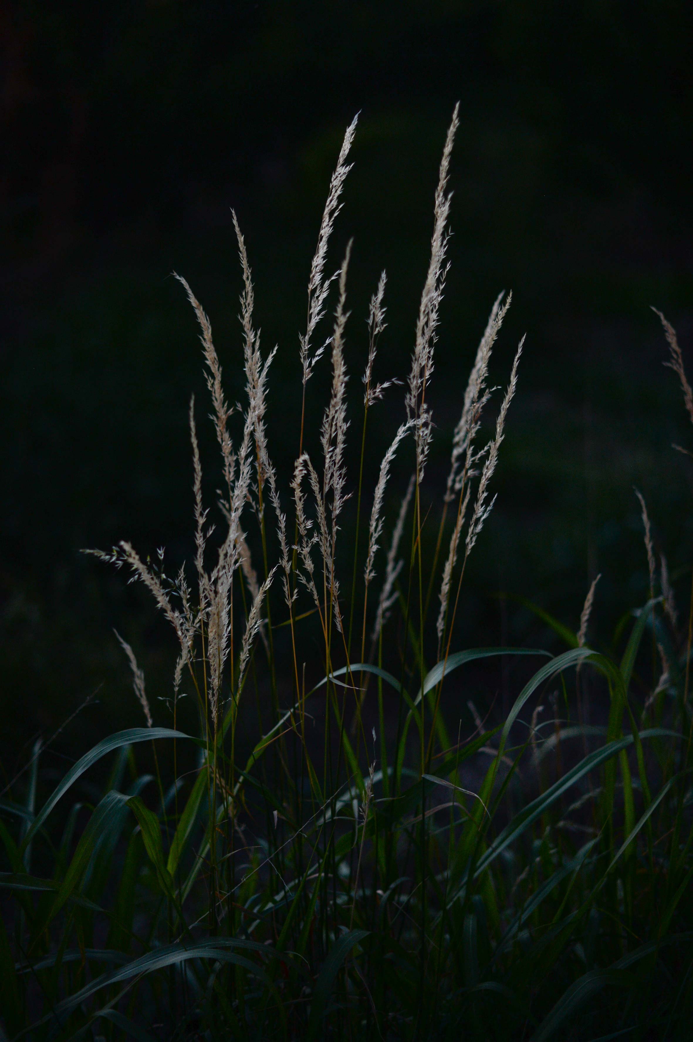 Le jardin fleur nuit/photos/06.jpg